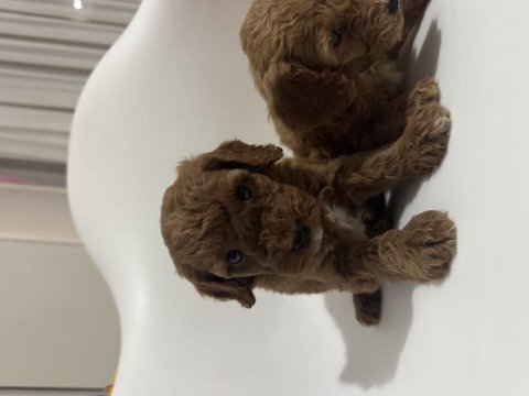 Toy poodle yavru köpekler