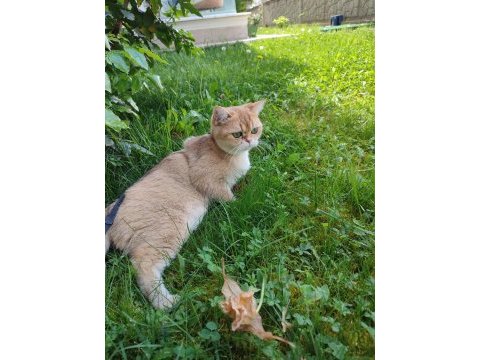 British shorthair ny11 dişi