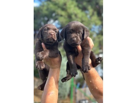 Labrador redriever sevimli yavrular ruhsatlı çiftlik 