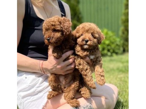 Toy poodle yavruları