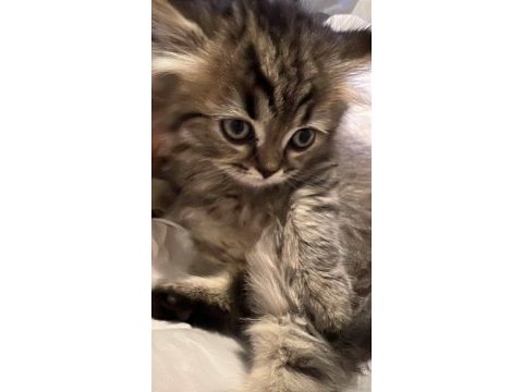 Scottish longhair golden tabby
