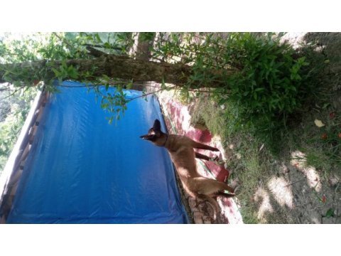 9 aylık safkan dişi belçika malinois