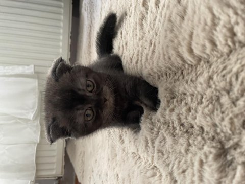 Çankaya erkek scottish fold yavru