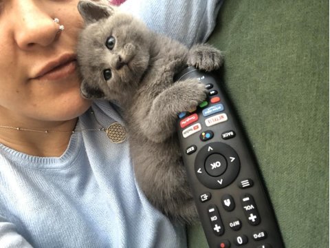 Münnoşlar scottish fold