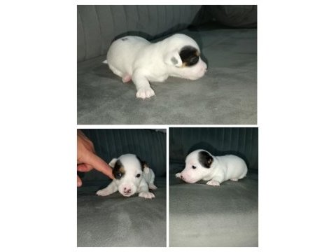 Kısa bacak jack russell yavrular izmir kemalpaşa