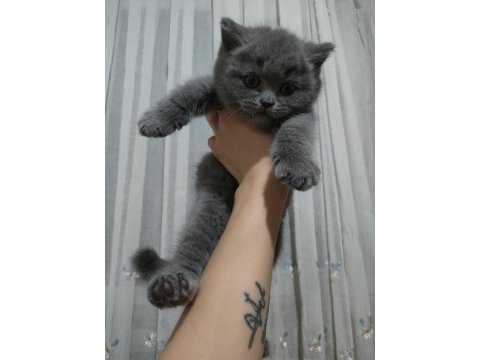 52 günlük british shorthair yavrularımız