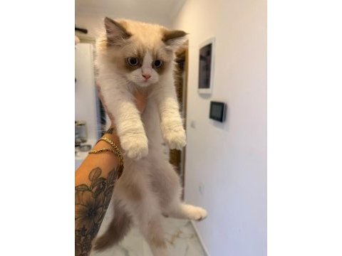Ragdoll dişi