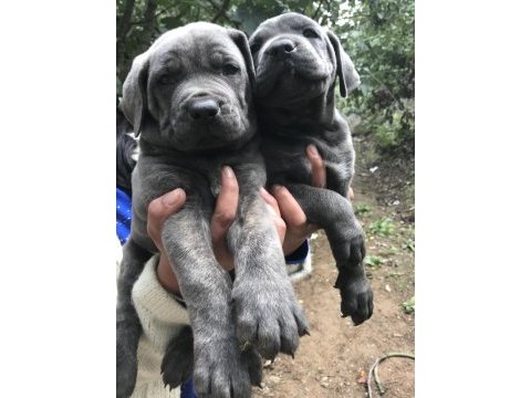 Blue dev gibi cane corso yavrularımız