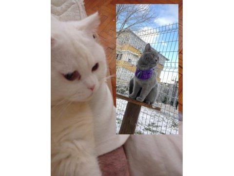 Safkan çok tatlı british shorthair yavrular