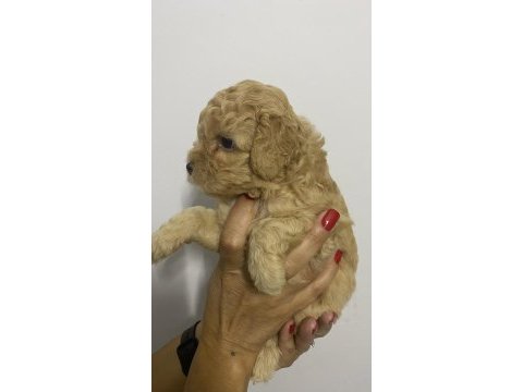 Erkek tam toy poodle maks 3 kg ırk garantili