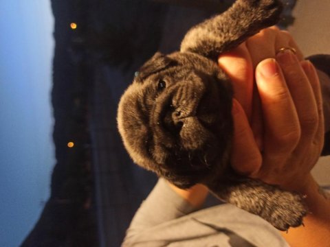 Safkan pug