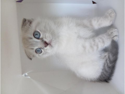 Dünyalar tatlısı scottish fold yavrularım
