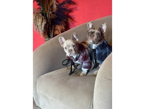 Mükemmel anatomi ve renkler french bulldog