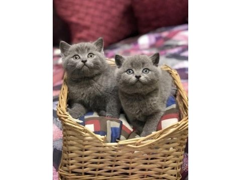 Blue brıtısh shorthair yavrularım 