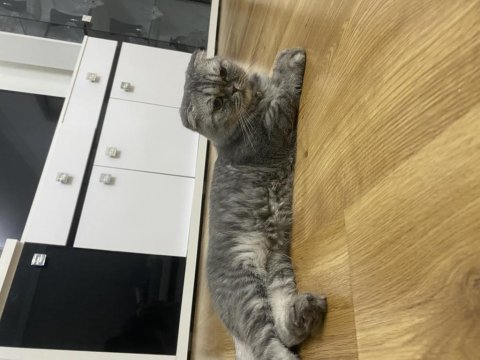 Yaklaşık 5 yaşında kısır ve dişi scottish fold