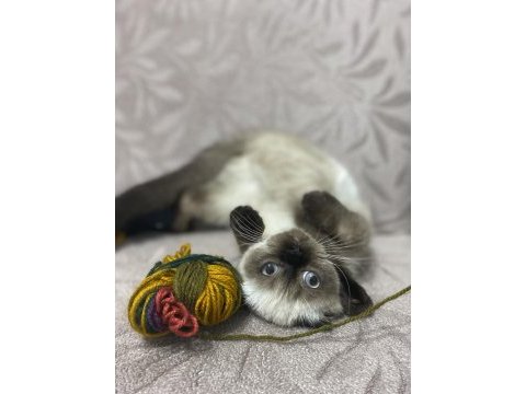 Scottish fold seal point (3 aylık dişi)