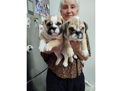Türkiye'de en orjinal ingiliz bulldog bebekler