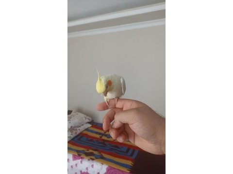 6 aylık erkek full evcil esenyurt elden teslim sultan