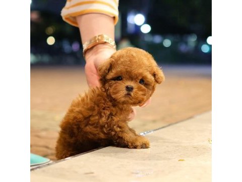 A scrli̇ ev üreti̇mi̇ toy poodle yavrularimiz kore