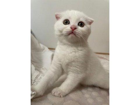 Nadir efsane british shorthair yavrular