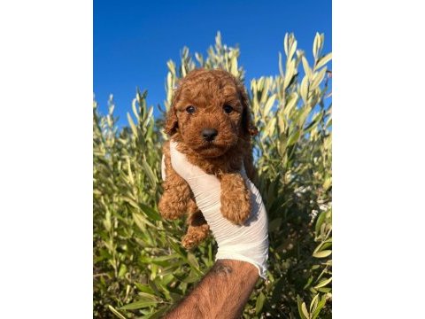 Toy poodle bebeklerimiz