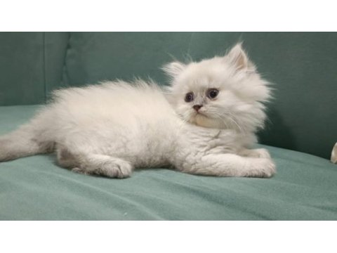 Golden british shor-longhair blue point