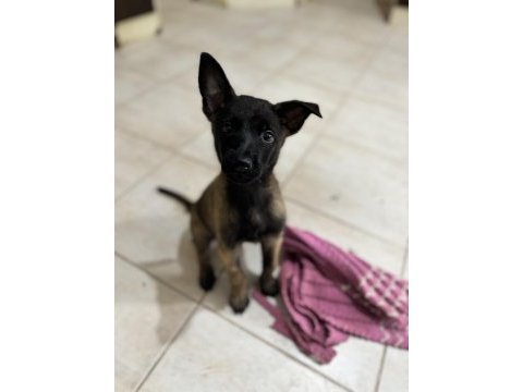 Muazzam renk maske anne baba iş köpeği .