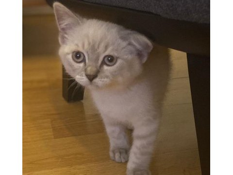 Sahibinden tüm eşyaları ile uyguna safkan kedimiz