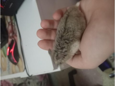2 aylık roborovski hamster