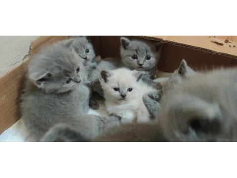 1 haftaya teslime hazır british shorthair yavrular