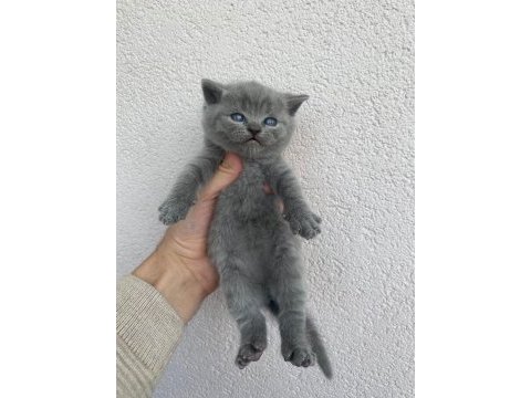 British shorthair yavrularımız