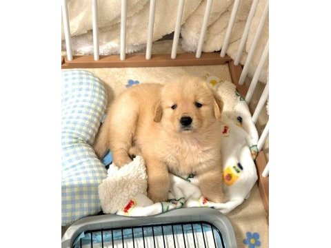 Kaliteli oyuncu golden retriever yavrular