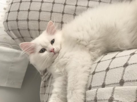 British longhair 4 aylık erkek