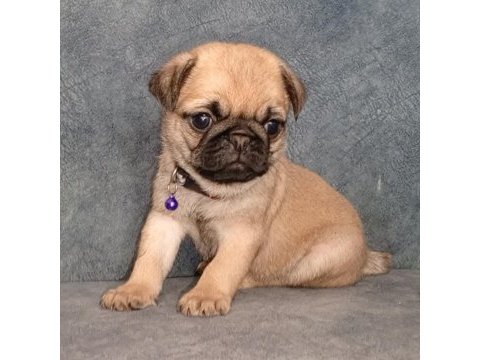 Üst kalite pug mops bebekler