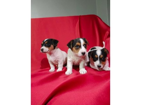 Jack russell dişi yavrular