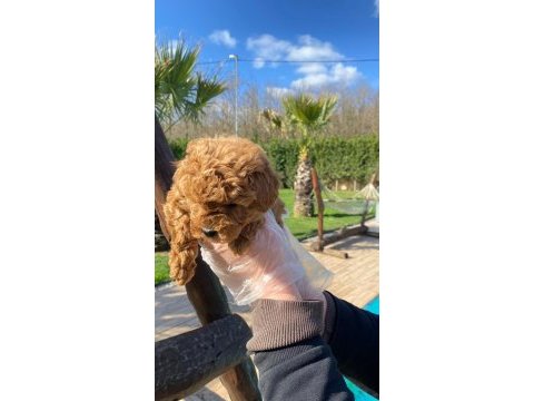 Oyuncak ayıcık görünümlü red poodle yavrularımız