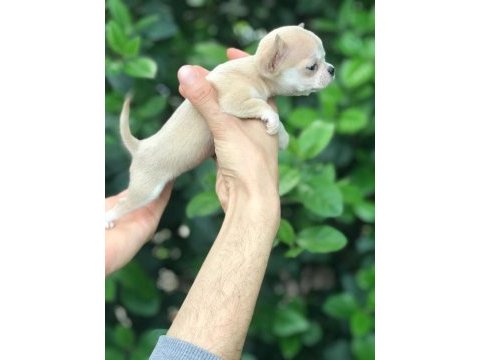 Mikro teacup chihuahua bebeğim