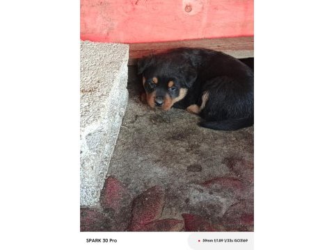Irk garantili rottweiler yavruları