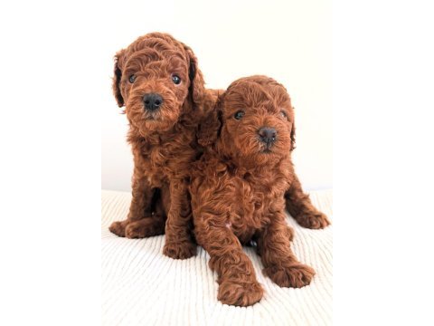 Toy poodle yavrular yeni yuvalarına gitmek için sabırsız
