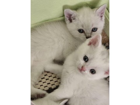 Ozel ve guzel yavru kediler