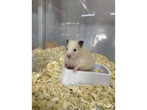 İndirimli kafes ve yavru hamster