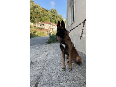 2,5 yaşlı şecereli belçika malinois