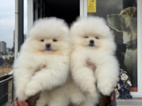 Ankaranın en seçkin teddy face pomeranian ları