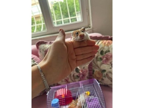 11 bebek ve anne baba hamster