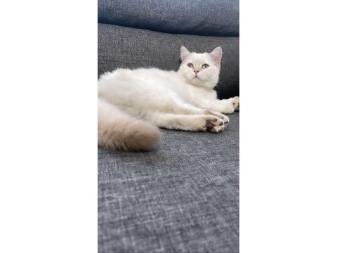 British longhair kedimiz için açıklamayı okuyunuz