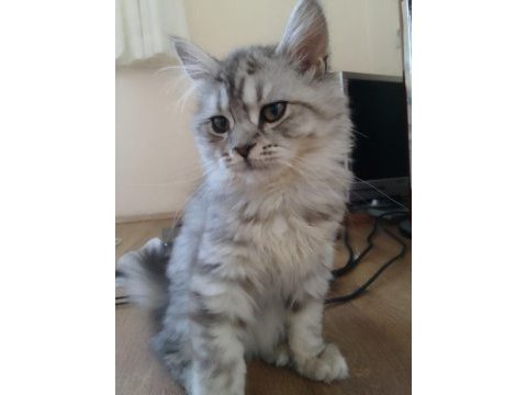 British longhair dişi aşıları herşeyi tam