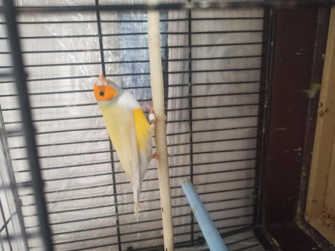 Golden finch erkek
