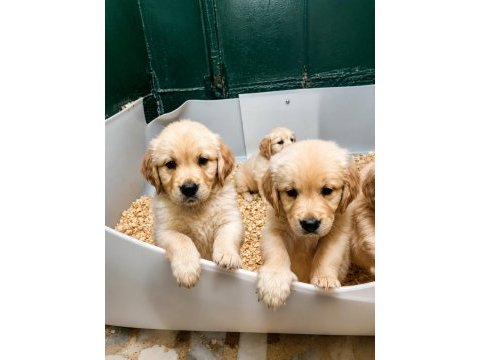 Safkan golden retriever yavrular