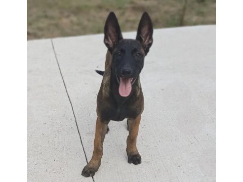 Saf kan malinois yavrularım fcı kıf şecereli
