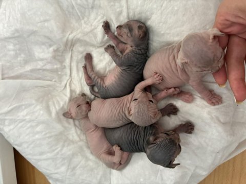 Sfenks dişi ve erkek